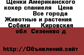 Щенки Американского кокер спаниеля › Цена ­ 15 000 - Все города Животные и растения » Собаки   . Кировская обл.,Сезенево д.